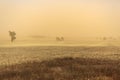 New South Wales Ã¢â¬â Dust Storm near Temora